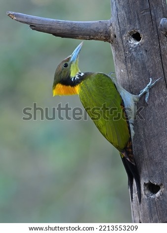 Greater Yellow-naped Woodpecker - A mid sized and colorful woodpecker bird.
