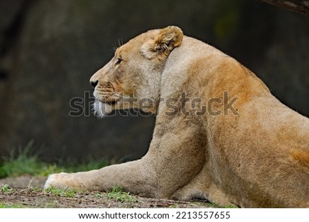 Profile of a lion in repose