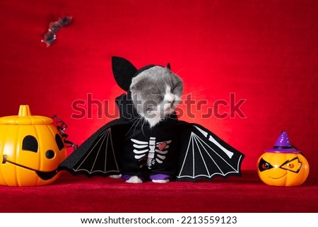 cute british shorthair cat wears Halloween skeleton dress with jack-o-lanterns nearby