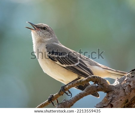 A selective focus shot of an adorable Northern mockingbird singing while perched on a branch