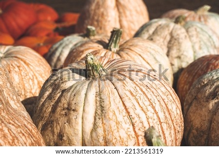 Colorful decorative pumpkins at a pumpkin patch, useful for fall projects and backgrounds