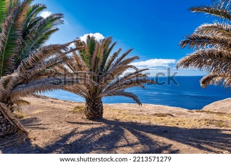 Palms along a beautiful island coastline.