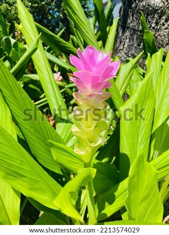 Beautiful pink Curcuma (Siam tulip, summer tulip, Curcuma alismatifolia) flowers are blooming and growing up among the green leaves in the tropical garden in a sunny day  in the rainy season