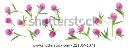 Clover or trefoil flower medicinal herbs isolated on white background with copy space for your text. Top view. Flat lay Royalty-Free Stock Photo #2213591071