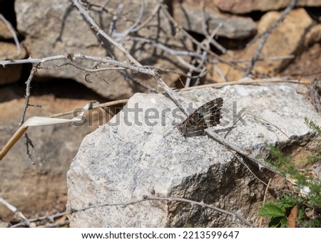 closeup of a summer grayling or rock grayling (Hipparchia semele) butterfly