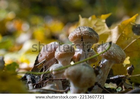 Boletus mushrooms on green moss. Selective focus.