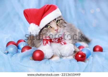 New Year holiday background. Cat with Green Eyes in a Santa Claus Hat lies on a blue  background. Christmas Cat with Christmas balls and decoration. Winter season. Decoration for greeting cards