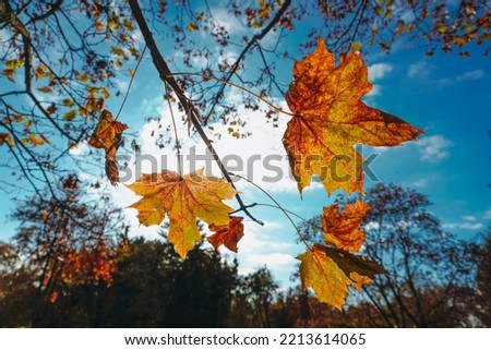 Beautiful autumn leaves. Autumn leaves sky background. Colorful foliage in the autumn park. 