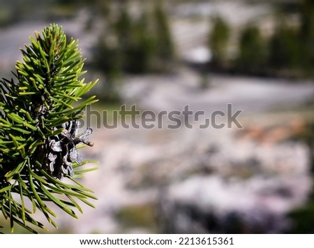 Pine tree branch with space for text.