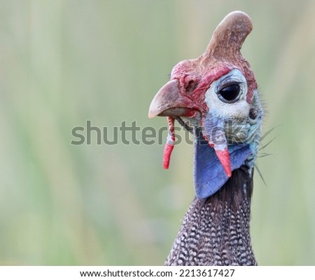 Helmeted Guineafowl, Pilanesberg National Park, South Africa Royalty-Free Stock Photo #2213617427