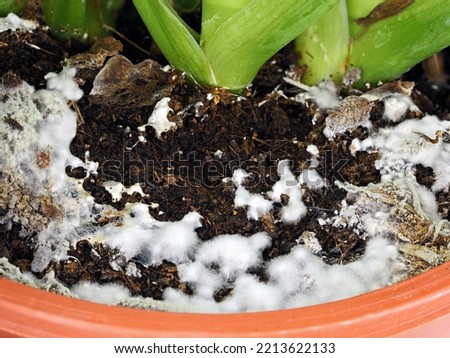 close up of white mold growing on soil in the flower pot, excessive watering and damp soil encourage mold growth Royalty-Free Stock Photo #2213622133