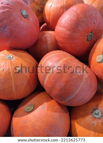 a pile or group of fresh raw plain orange pumpkin in the market. halloween pumpkin background greeting illustration picture photo ideas.