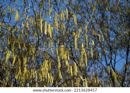 Corylus avellana in February. Corylus avellana, the common hazel, is a species of flowering plant in the birch family Betulaceae. Berlin, Germany Royalty-Free Stock Photo #2213628457