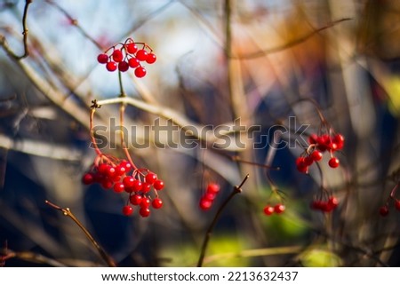 Tree branch with colorful autumn leaves and red berries close-up. Autumn background. Beautiful natural strong blurry background with copyspace.