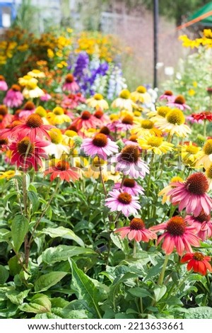 Coneflowers echinacea in a variety of colors insect friendly long flowering perennials ideal bee friendly and alternative medicine plant for naturalistic gardens Royalty-Free Stock Photo #2213633661