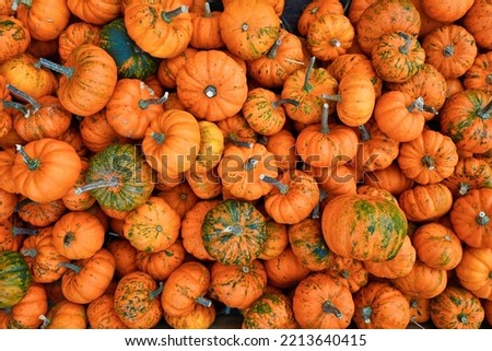 Many small orange 'Jack Be Little' pumpkins Royalty-Free Stock Photo #2213640415