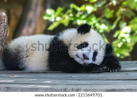 A giant panda, a cute baby panda playing, funny animal