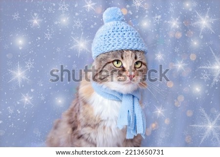 Christmas lights or stars. Portrait beautiful Cat. Christmas card. New Year concept. Cat with green eyes. Cute Kitten in a blue hat and scarf on a blue background with sparkling Snowflakes. 2024