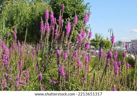Colorful blooming wildflowers in meadow field. Summer floral landscape in a public park. Nature botanical garden in the city concept. Environmental conversation biological idea for saving insect