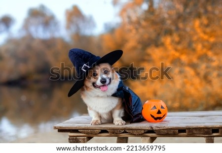 a postcard for Halloween a corgi dog in a carnival black hat sits on a bridge in an autumn park next to a pumpkin