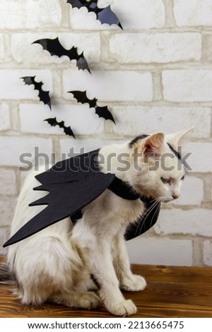 Beautiful cat wearing in Halloween bat costume