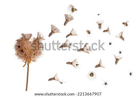 Caucasian pincushion, Scabiosa caucasica seed pod blowing seeds in the wind.