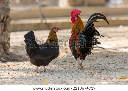 Rooster and Hen in a Farm