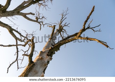 A dry, fat-free tree, eaten by a bark beetle. A sick tree without bark in the desert against a lifeless blue sky. Damaged trees in the forest from pesticides and agrochemicals.