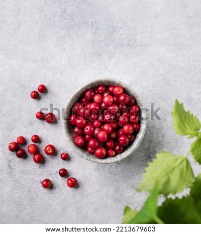 Juicy forest lingonberry in a  bowl on light textured background with mint leaf. Healthy food concept. Top view and copy space.
 Royalty-Free Stock Photo #2213679603