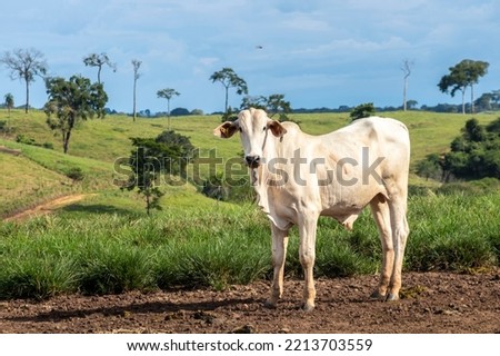 Herd of zebu Nellore animals in a pasture area of a beef cattle farm in Brazil Royalty-Free Stock Photo #2213703559