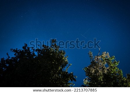 green trees in front of blue night sky