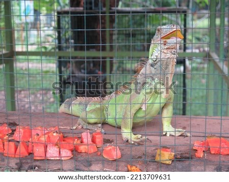 iguana eating fruit in the cage