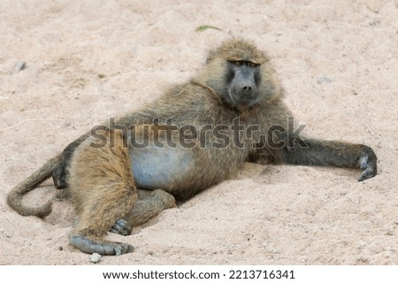 Africa, Tanzania. An adult olive baboon lies in the sand.