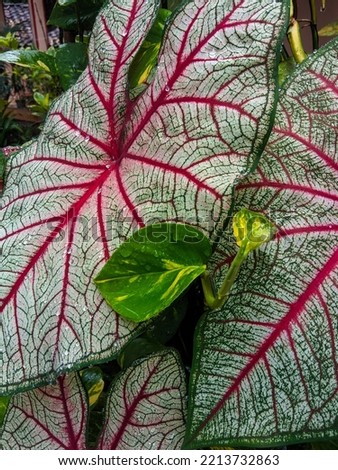 This type of taro has a white leaf base.  The unique thing about Caladium White Queen is that its leaf bones are bright red, which contrasts sharply with the base color of the leaves.