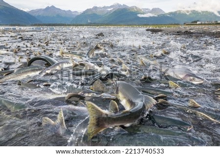 salmon spawning in Alaska river Royalty-Free Stock Photo #2213740533