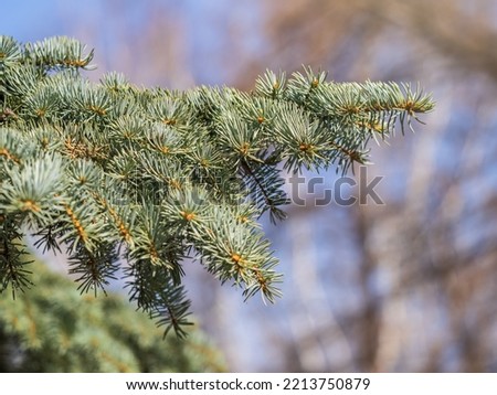 Background of green spruce branches in sunset light. Fresh fir branch