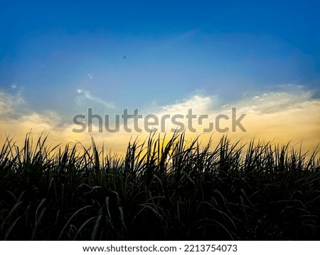 picture of the twilight sky behind the weeds