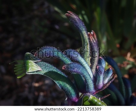 Blue and purple kangaroo paw plants (Anigozanthos), Perth Western Australia