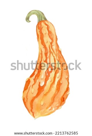 Pumpkin watercolor art. Hand-drawn illustration, isolated on white background