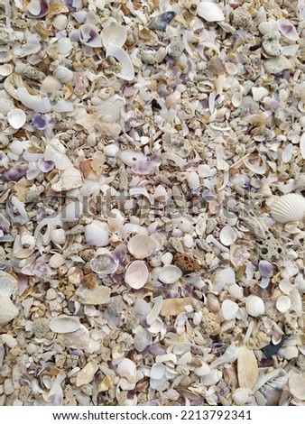 Sea ​​shells and corals on the beach sand, picture taken from an upper angel