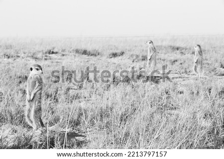 3 meerkats are standing on the lookout for enemies in the savannah of botswana. picture in black and white