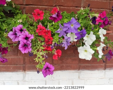 Photo of beautiful colorfil flowers in a flowerbed in Ukraine. Green grass. Flowerbed. City. Decorative elements.