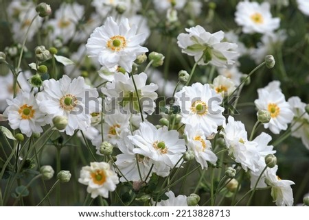Japanese anemone 'Whirlwind' in flower.  Royalty-Free Stock Photo #2213828713