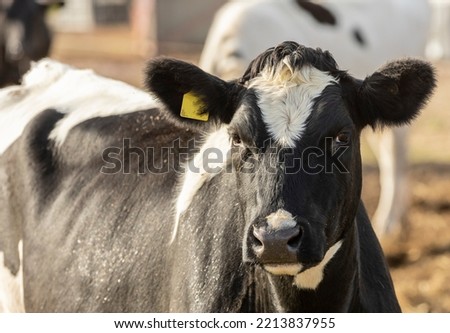 close up face of a Friesian cow, uk dairy cow Royalty-Free Stock Photo #2213837955