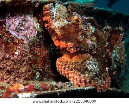 Close up view of a Bearded scorpionfish on a wreck Boracay Philippines