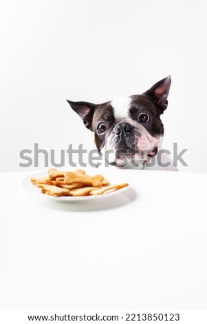 Cute dog (boston terrier) with cookies on white background