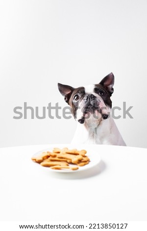 Cute dog (boston terrier) with cookies on white background