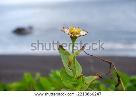 Zinnia elegans or  bunga kertas in indonesia white flowers with yellow pistils growing on the beach