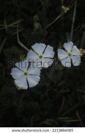 Wild flowers on a blur background. Selective focus.