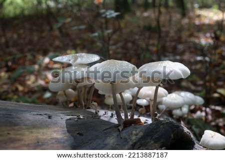 Porcelain mushrooms (Oudemansiella mucida) on tree bark. Oudemansiella mucida on beech log.
